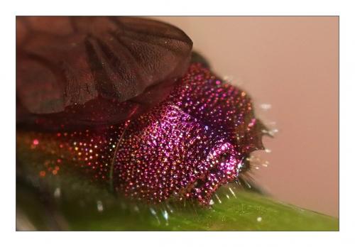 Réf. 254 613 : Chrysis terminata
